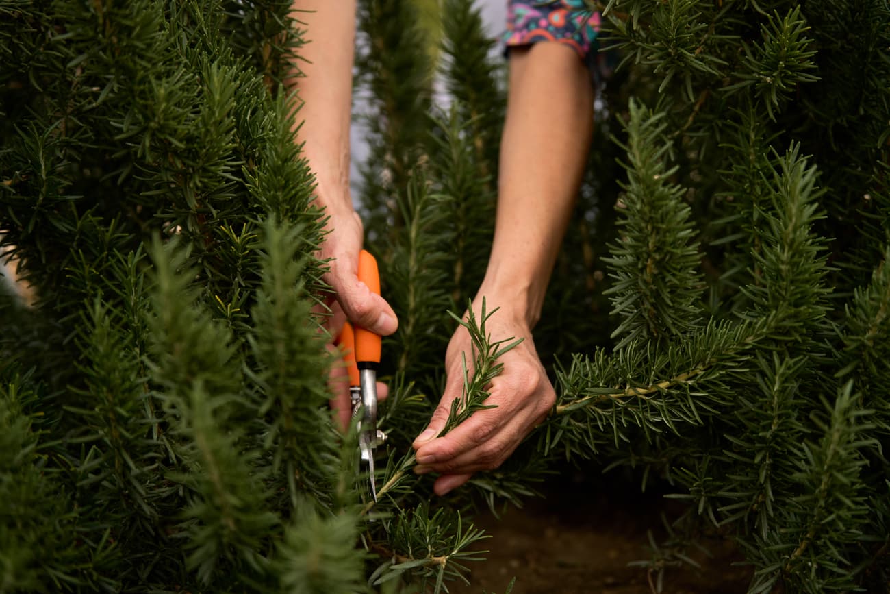 Rosemary cut by hand in the organic garden at Petunia’s Venue